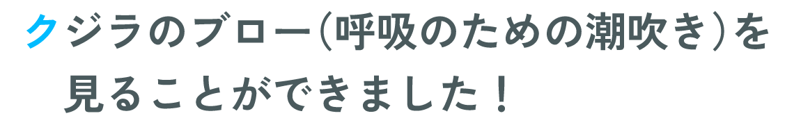 クジラのブロー（呼吸のための潮吹き）を見ることができました！