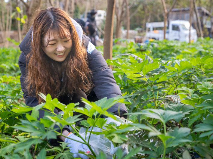 明日葉を収穫する参加者