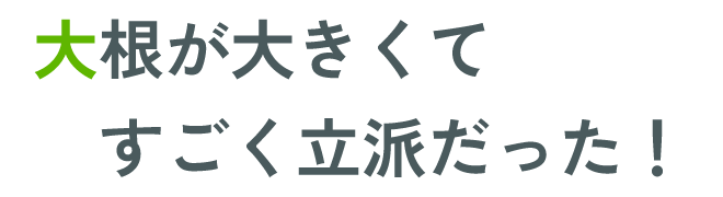 大根が大きくてすごく立派だった！